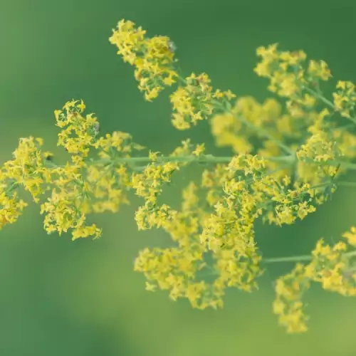 Folk Medicine with Lady's Bedstraw