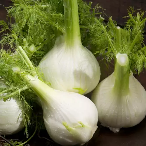 Fennel