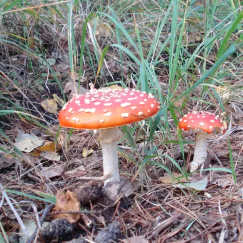 Amanita