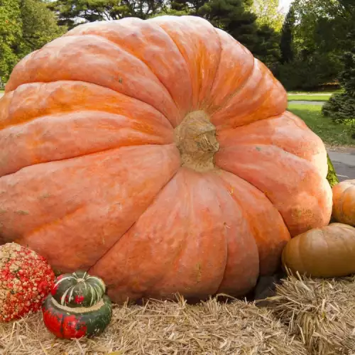 Record! Swiss Man Grows a One-Ton Pumpkin