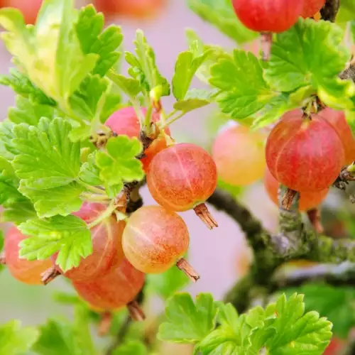 Gooseberries