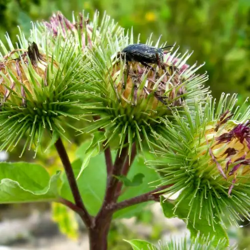 Burdock