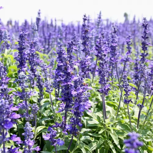 Hyssop