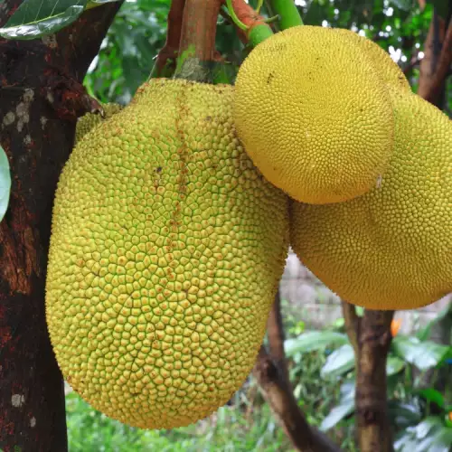 Jackfruit