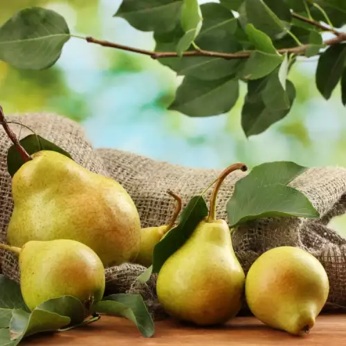 What Do Pear Leaves Help With?