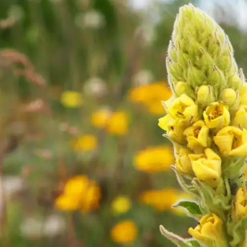 Mullein