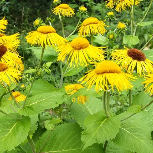 Elecampane