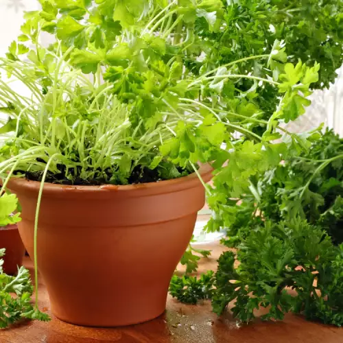 Growing Parsley in a Pot