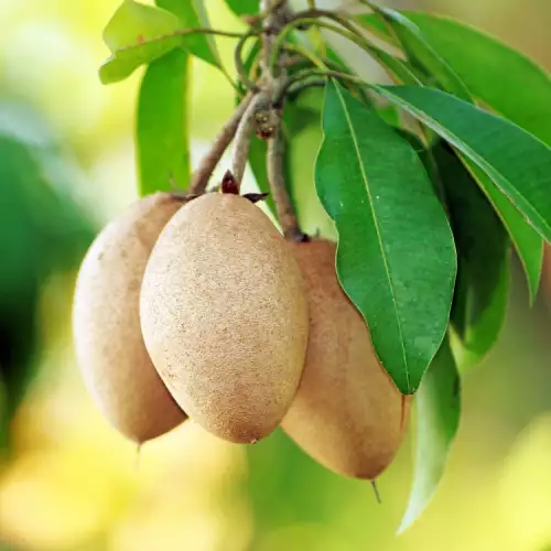 Sapodilla