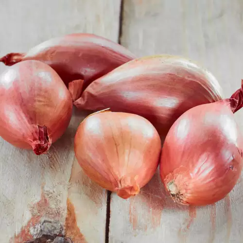 Shallot - Benefits and Uses