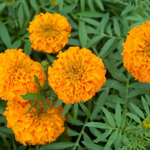 Aztec Marigold