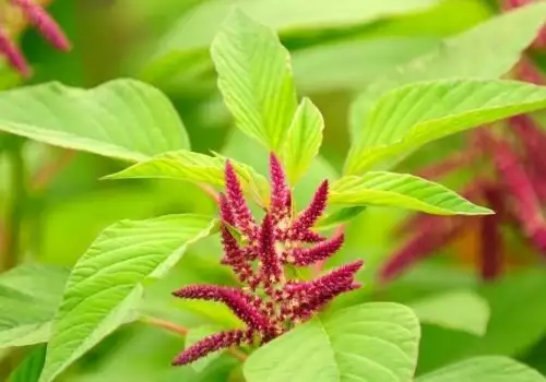 Amaranth