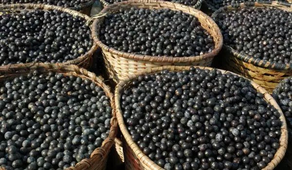 Acai Berry Superfruits