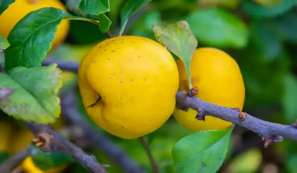 When are Quinces Harvested?