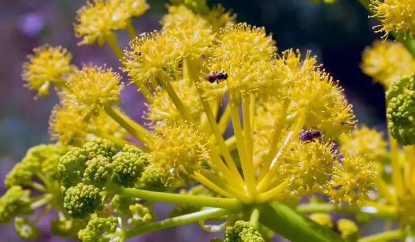 Asafoetida