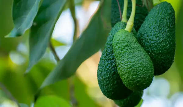 Why are Avocados Called Blood Avocados?