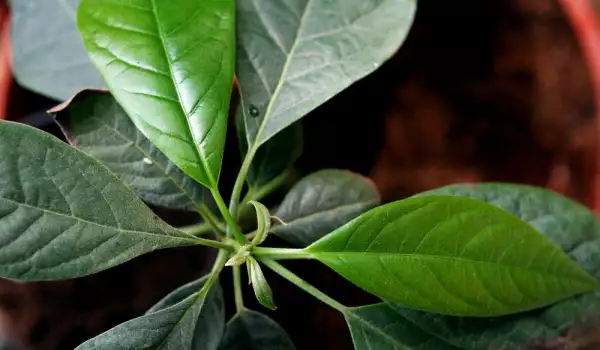 Benefits of Avocado Leaves