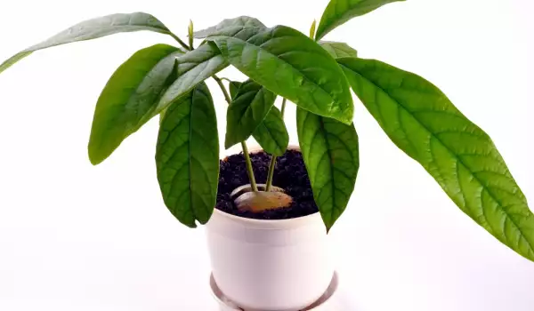 How to Plant and Grow an Avocado