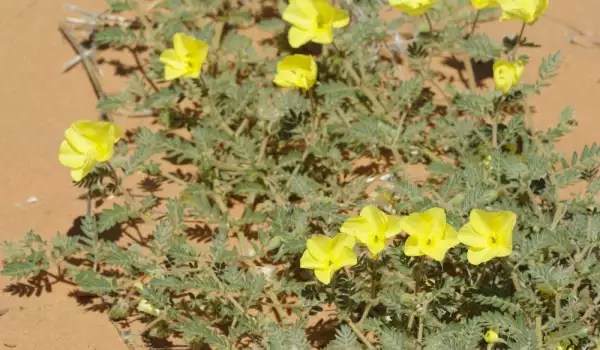 Tribulus herb