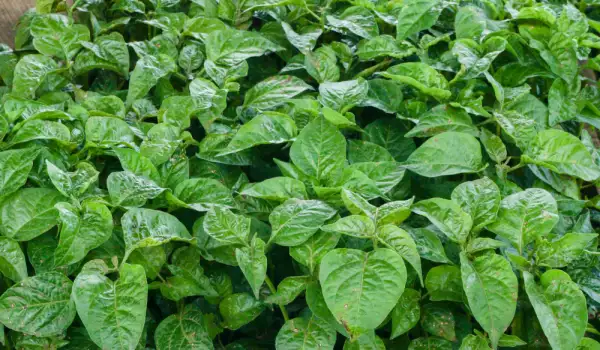 Growing Baby Spinach