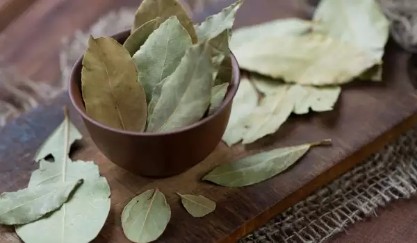 How to Dry Bay Leaf