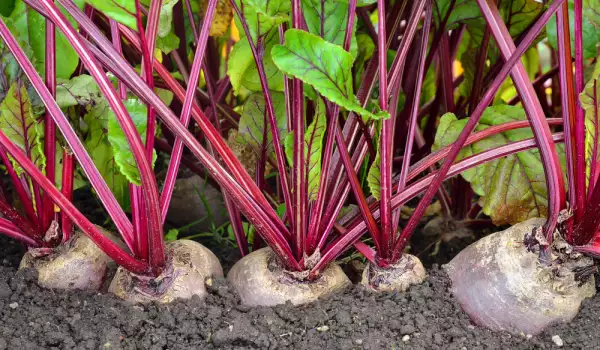 red beets