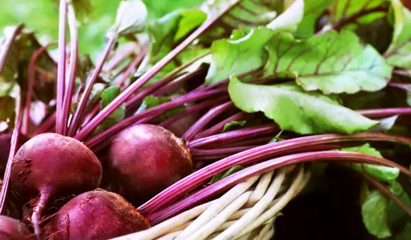 Health benefits of consuming beets