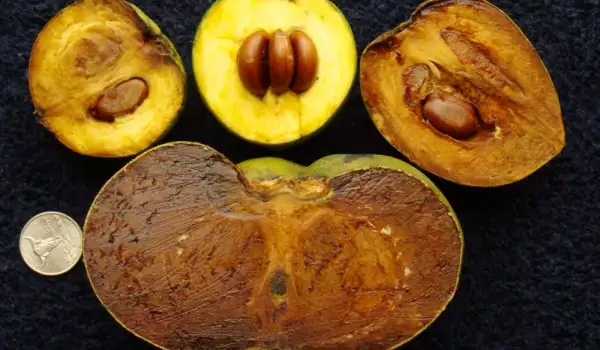 Black sapote fruits