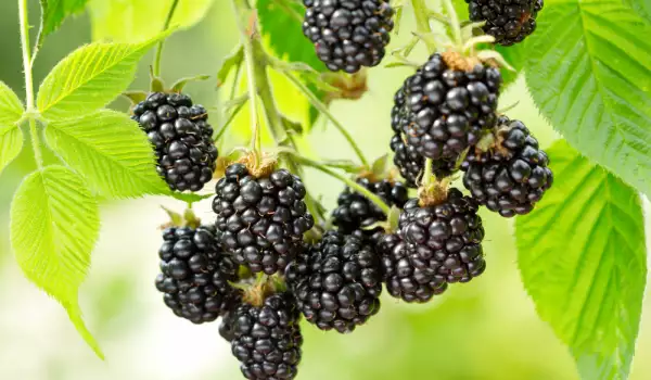 How are Blackberries Stored?