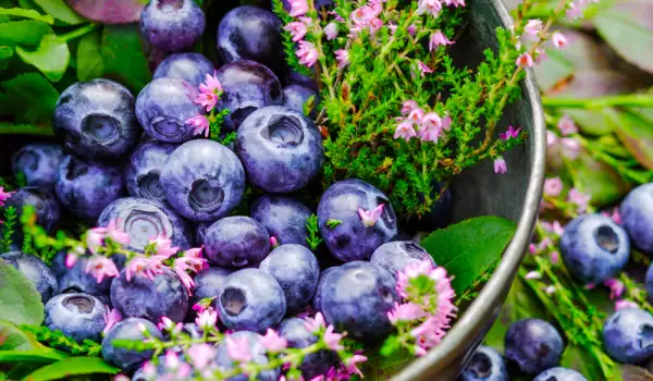 What Do Blueberries Contain?