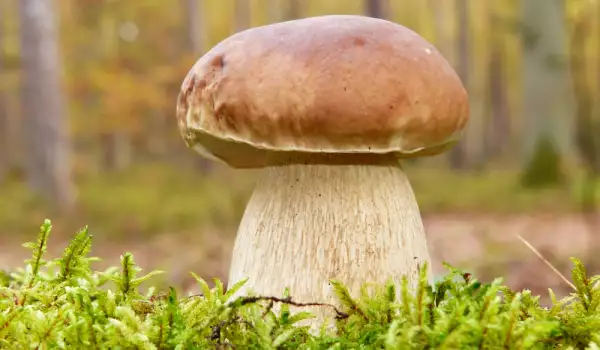 How to Identify Porcini Mushrooms?
