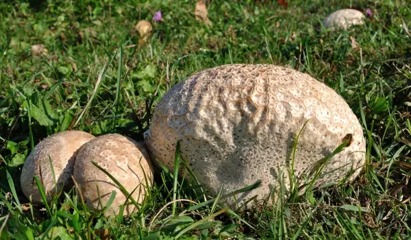 Puffball mushrooms