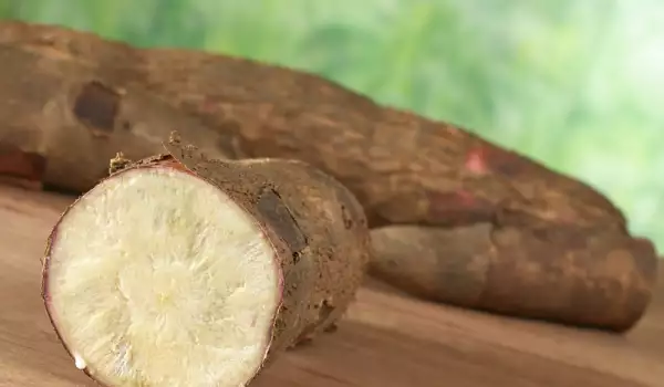 Cassava  root