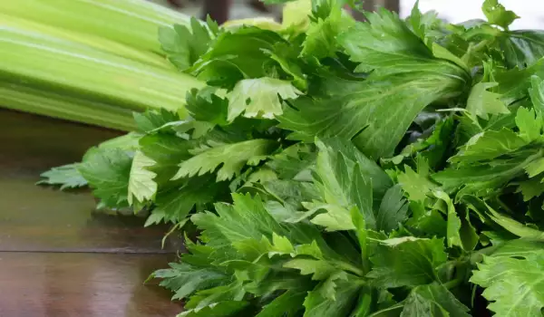 How to Store Celery Leaves?