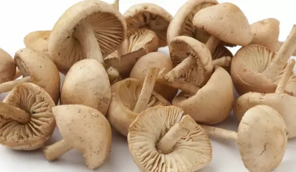 How To Clean Fresh Mushrooms?