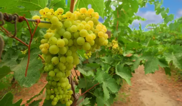 Chenin blanc