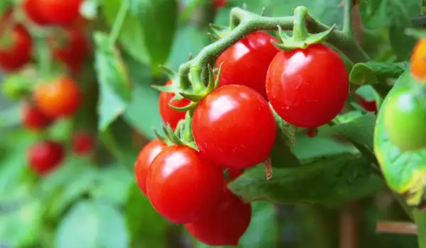 Planting and growing cherry tomatoes