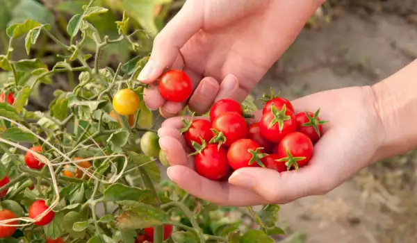 Cherry tomatoes