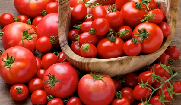 Harvesting cherry tomatoes