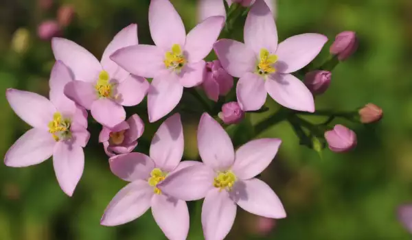 Common Centaury