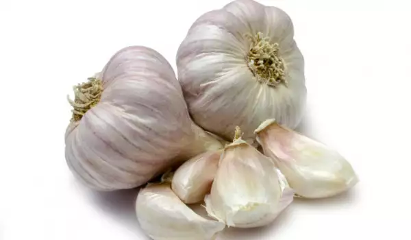 Garlic