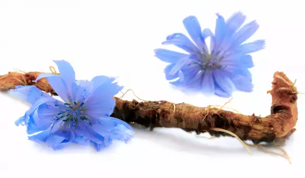 Chicory root is a source of inulin