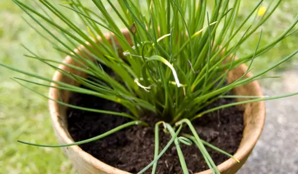 Chives in a pot