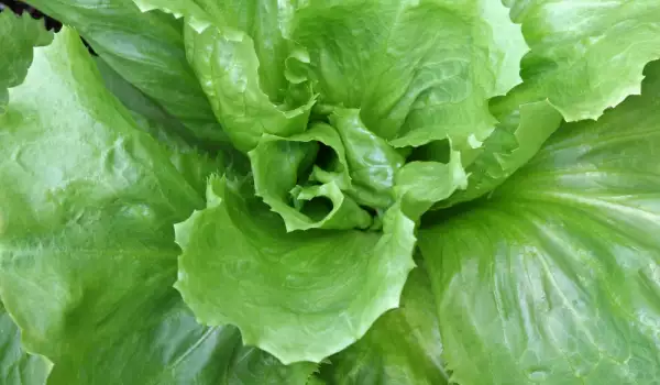 Escarole