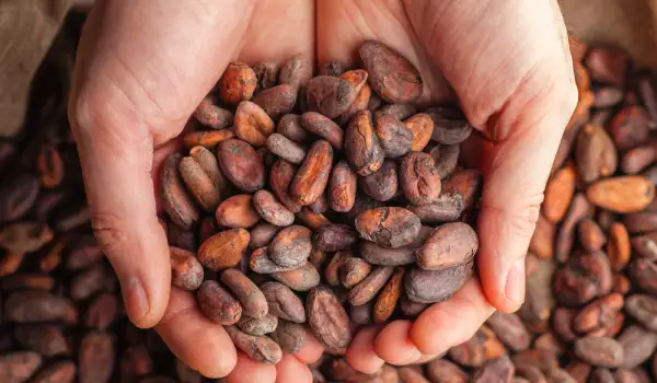 Benefits of Cocoa Beans