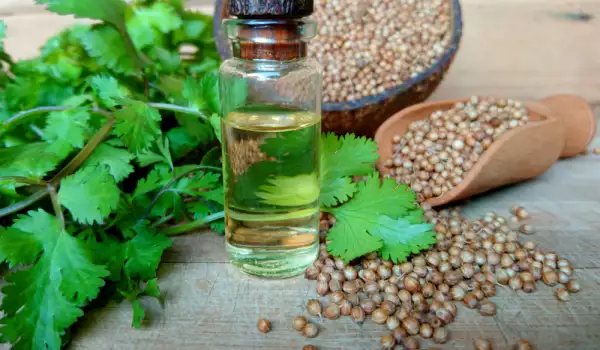 Coriander Oil