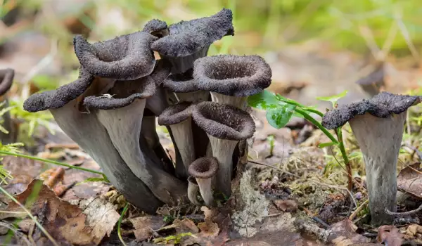 Black Trumpet Mushroom in a Forrest