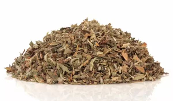 Damiana herb