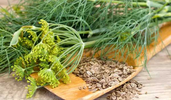 Why Does Dill Turn Yellow?