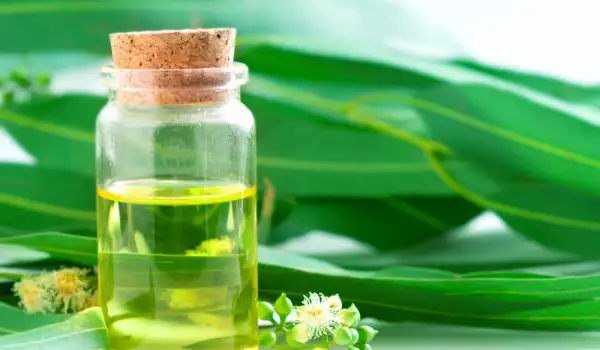 Eucalyptus Oil